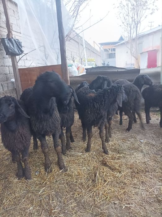 Kottaro Qozilar sotiladi