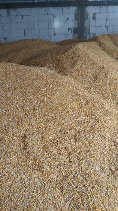 Vand porumb recoltat