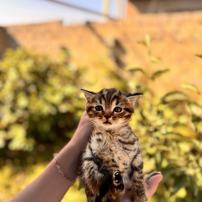 Вислоухие котята скотиш- страйт и скотиш-фолд