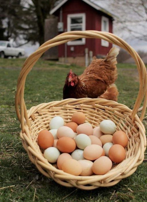 Avem gaini outoare  cu livrare la domiciliu clientului