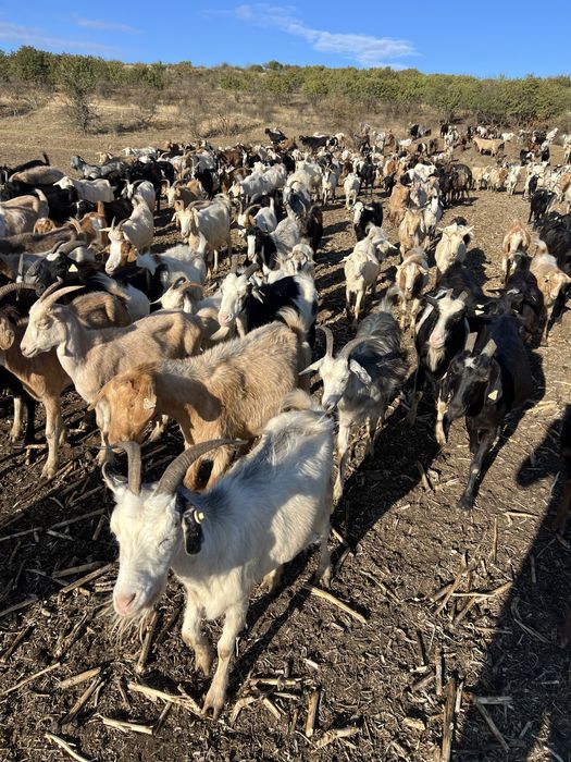 Vand Capre sau schimb cu oi.