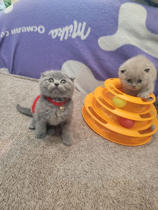 Шотландски клепоухи котета на 2 месеца