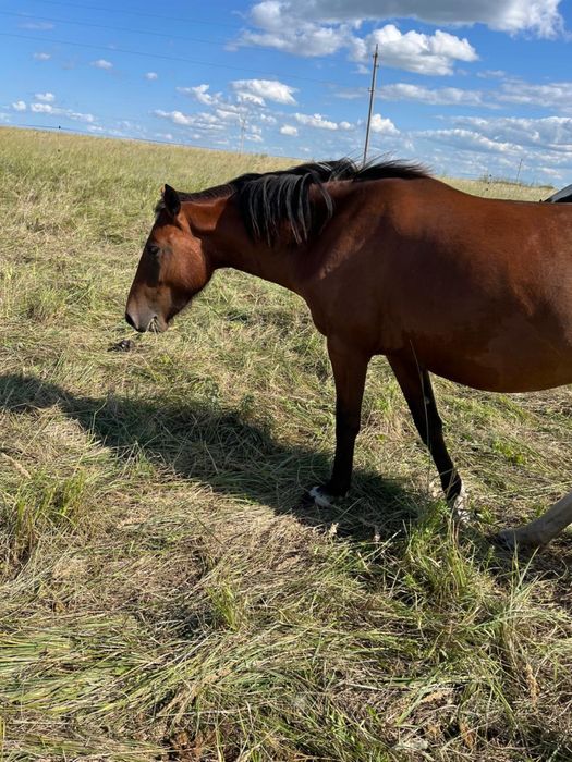 Продам кабылу 2.7