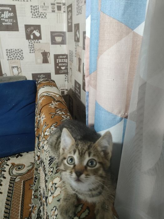 Отдам котят  бесплатно