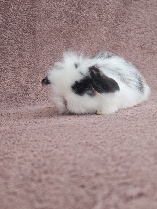 Iepuri  Mini lop - de companie