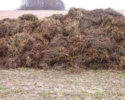 Angrasaminte baliga de vaci