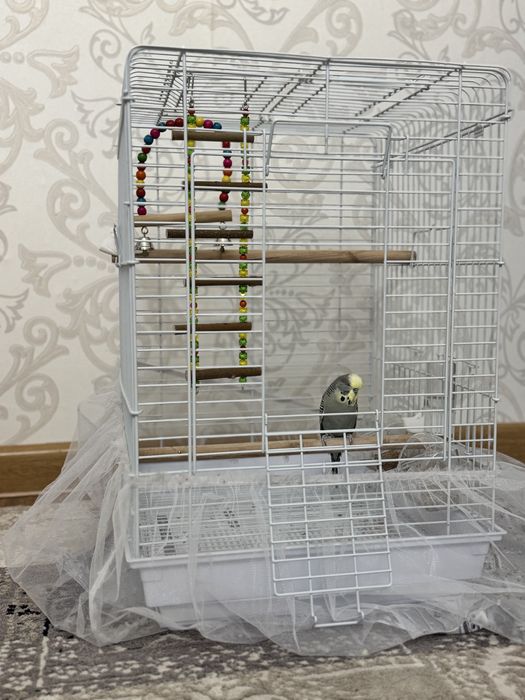 Продам попугая с домиком