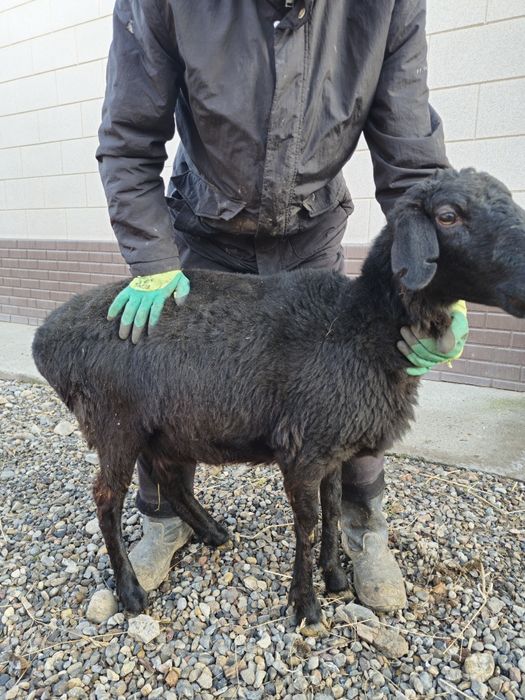 Қошқар , тоқты , қой сатылады .