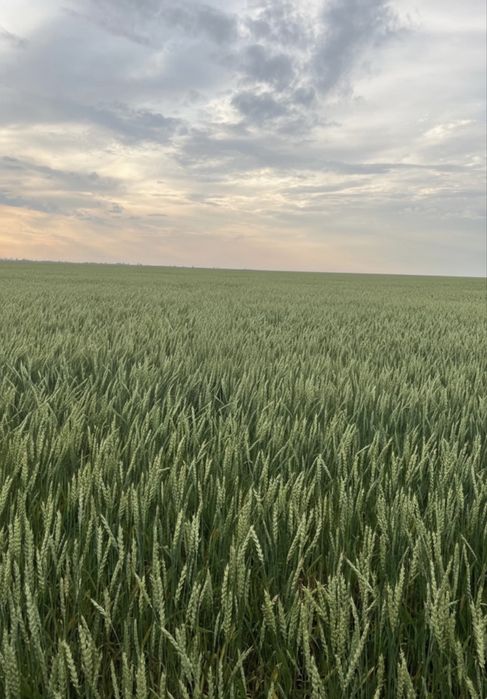 Пшеница Старт Алабуга с хозяйства