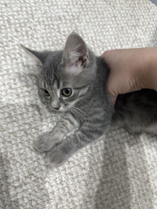 Отдам даром кошка шотландский