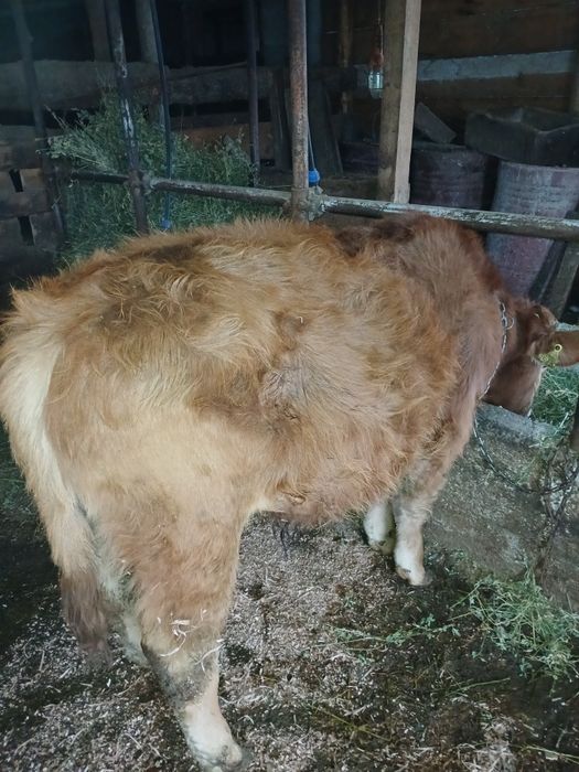 Vând vitel  de rasa