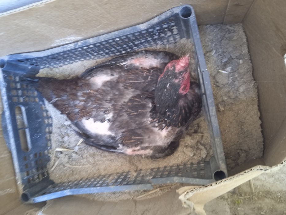 Bedanapar dakan makiyon