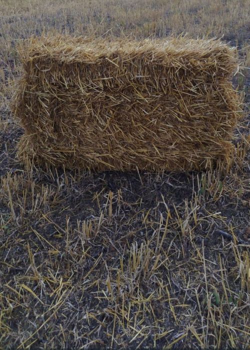 Продам ячменную солому