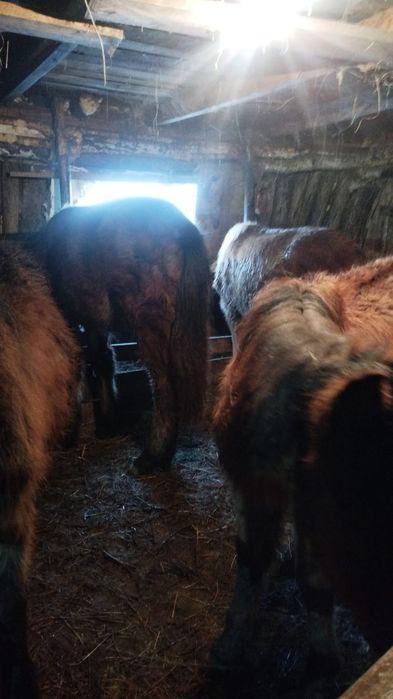 Продам жеребят,        т.