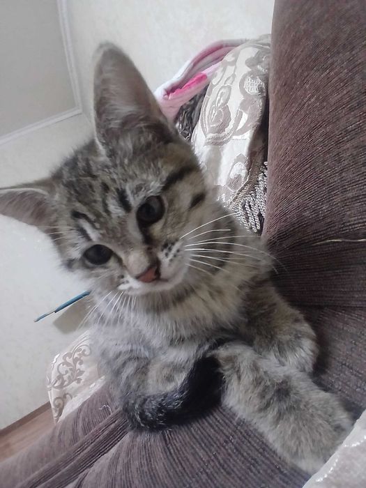 Кошечки ищут дом