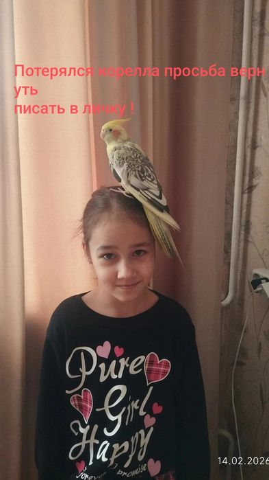 ПОТЕРЯЛСЯ корелла водник 1