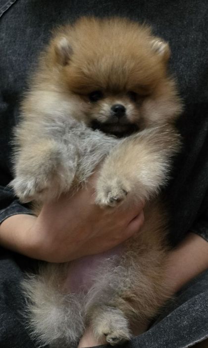 Померанский шпиц