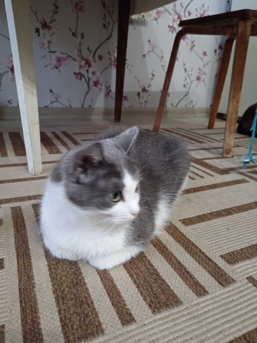 Кошка ищет дом..