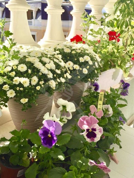 Тристаен апартамент в Св. св. Константин и Елена - 44171