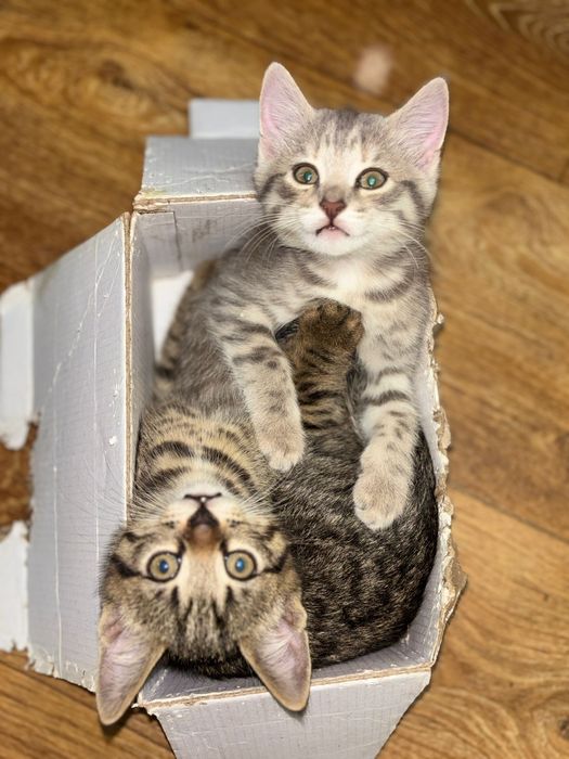 Отдам котят бесплатно