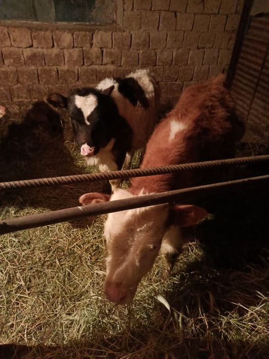 2еркек 1 ургачи сатылады!