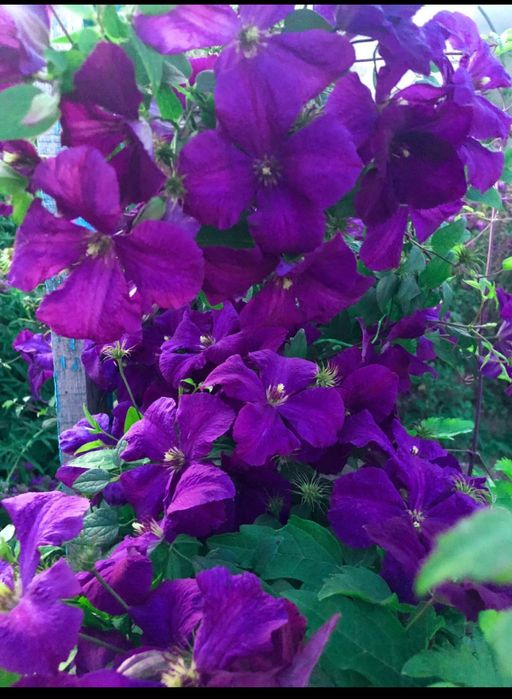 Климатис . Морозостойкие вьющиеся цветы в сад