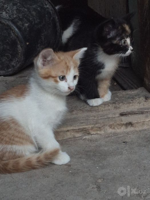 Отдадим бесплатно красивых котят