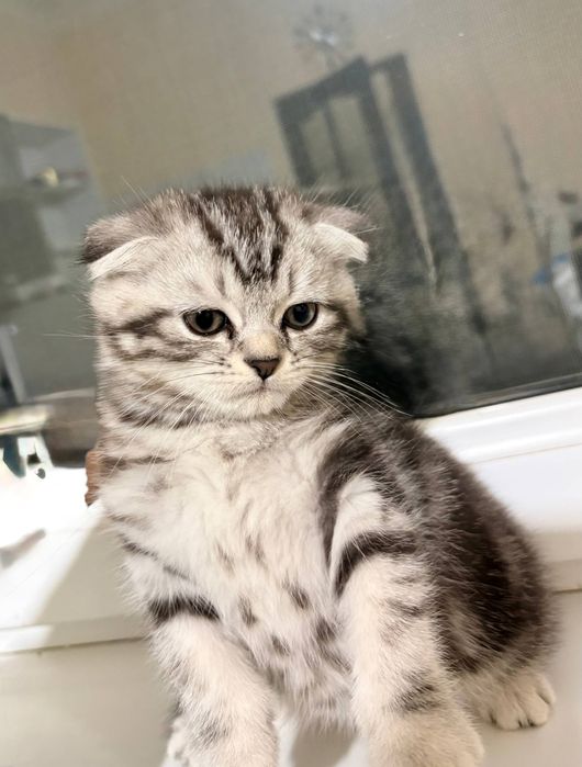 2 малчик 1 девочка