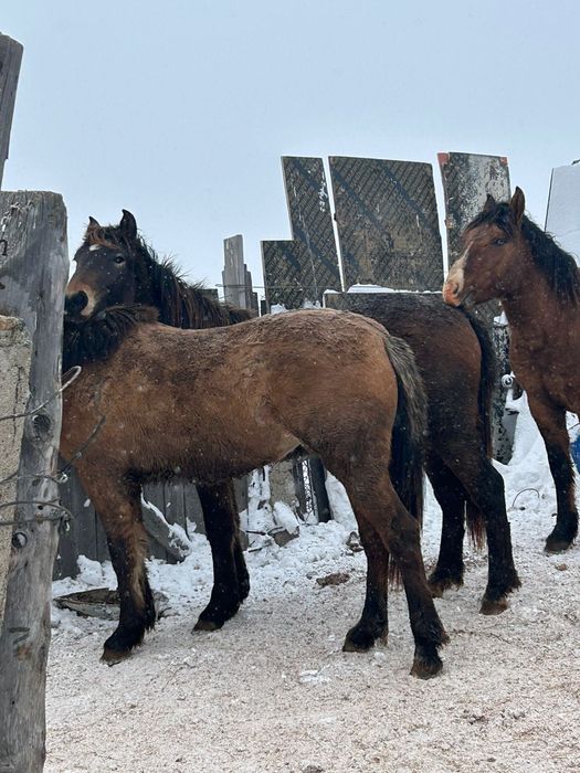 Продается лошадь