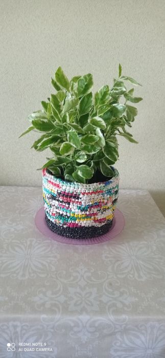 Увлечения,хобби ,цветы комнатные.