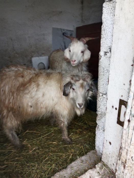 Бордақы теке лақтар 1-жасар