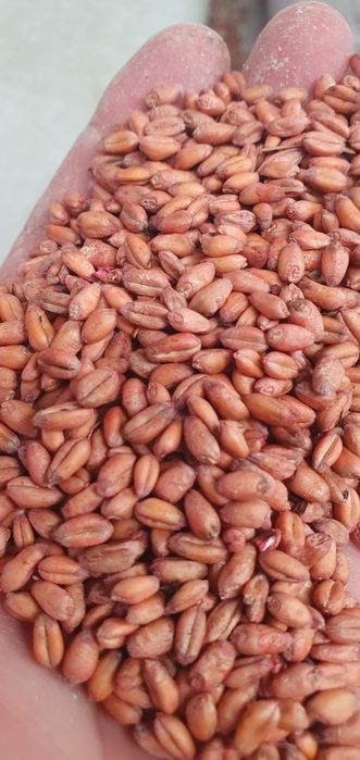 Vând sămânță de grau orz ovăz triticale toate de toamna