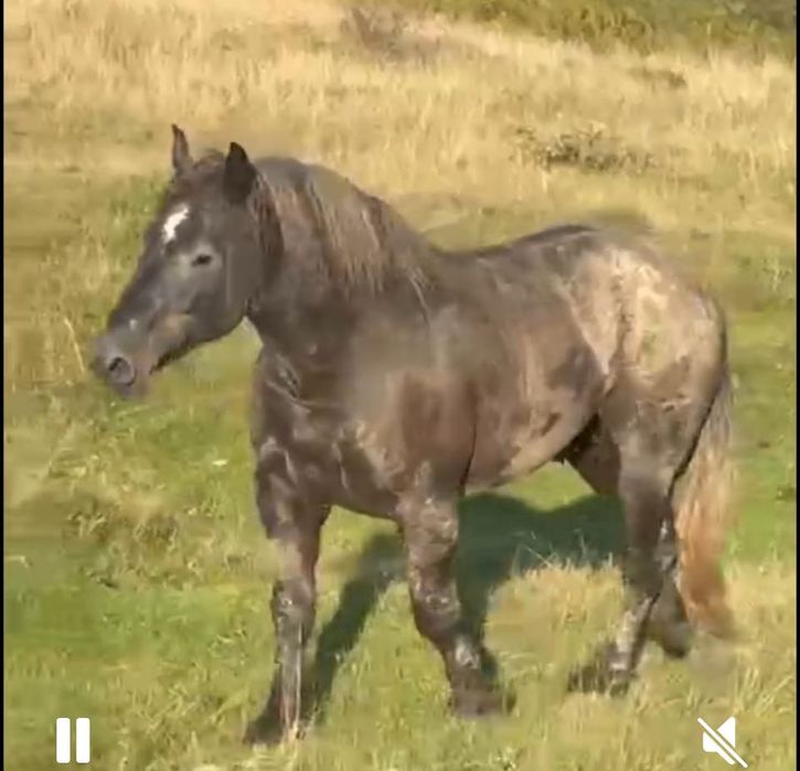 Vand manz Percheron 3 ani si monta pentru cei interesati
