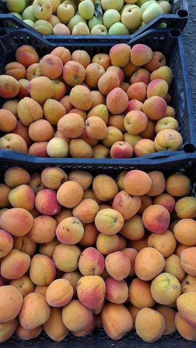 Абрикосы абрикосы