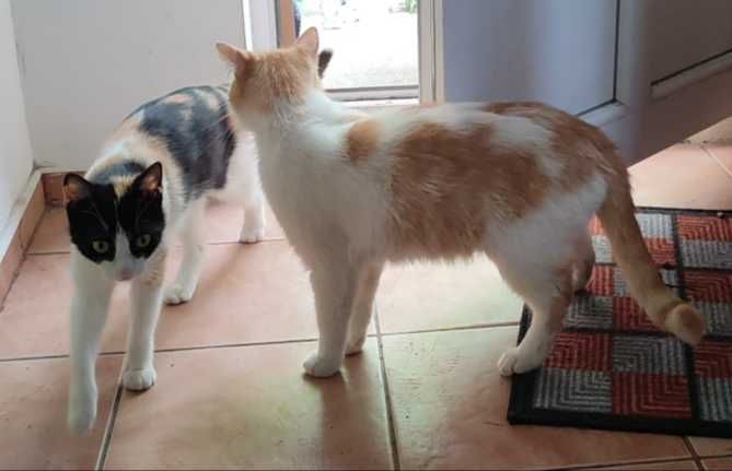 Ofer pt adopție pisica