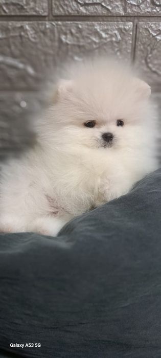 Шпицы мальчики готовы к переезду