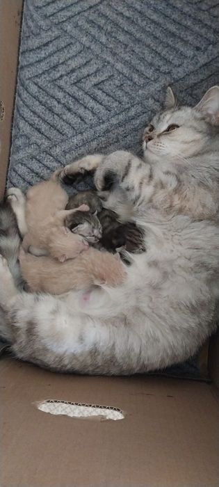 Бесплатно котята