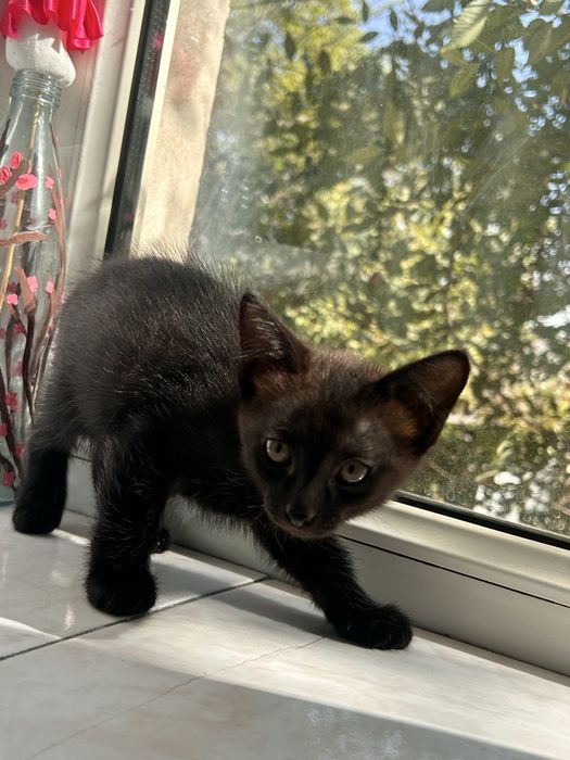 отдам котят в хорошие руки
