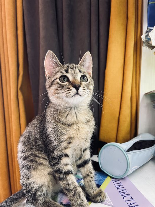 Кошки/котенок уральск