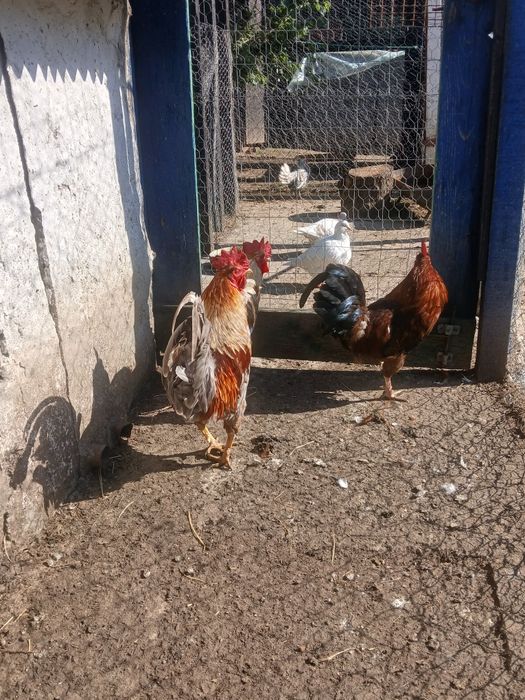 Cocoși rasă mixtă