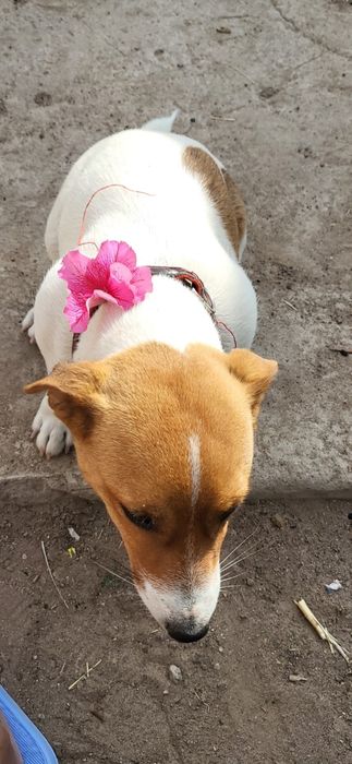 Отдам в добрые руки