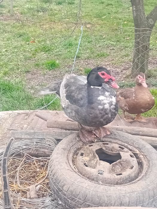 Rate lesesti de vânzare