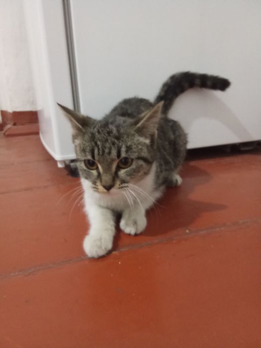 Mushuk hadya qilinadi