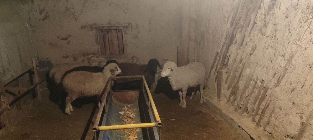 Семіз қой, ісек, тоқтылар сатылады,