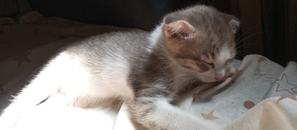 Отдам котят в хорошие руки
