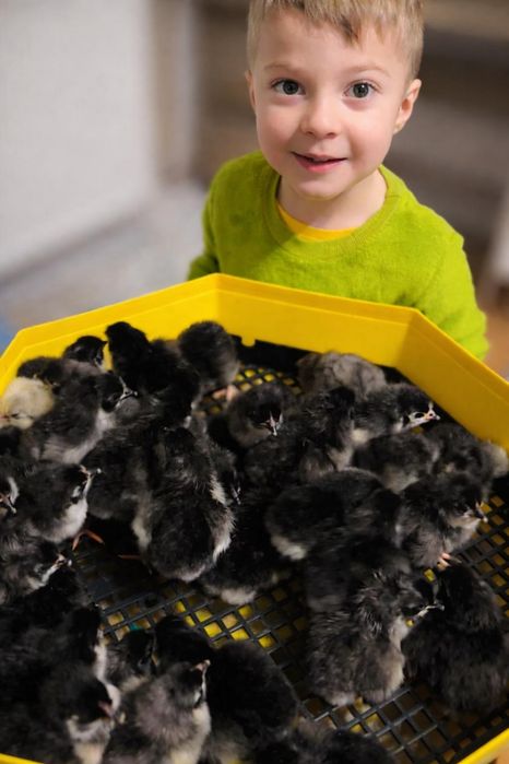 Pui australorp negru