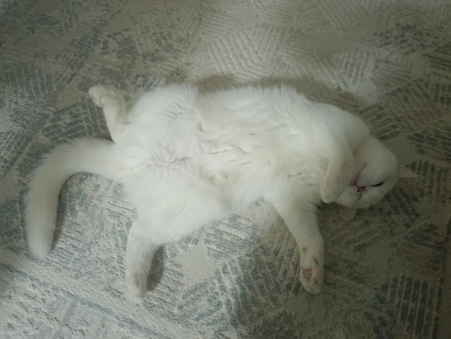Британская кошка
