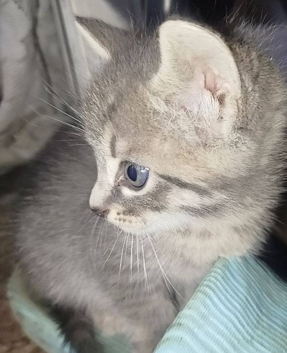 Продаю котят японских.