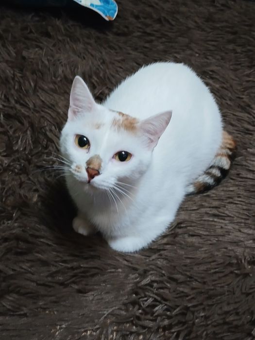 Дарю девочку стерелизованую