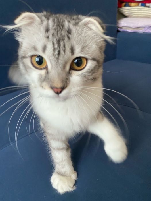 Продается кошка